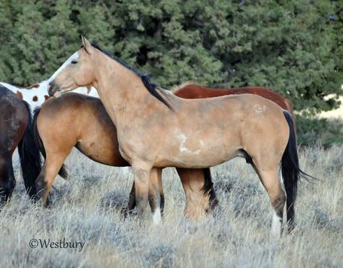 Mustang Diaries: Octob...